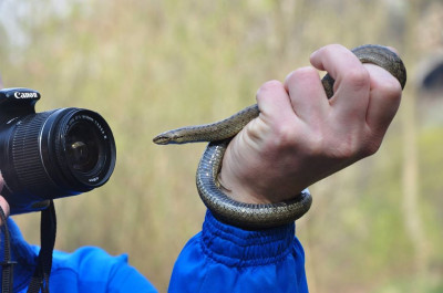 Fotogenična Coronella austriaca